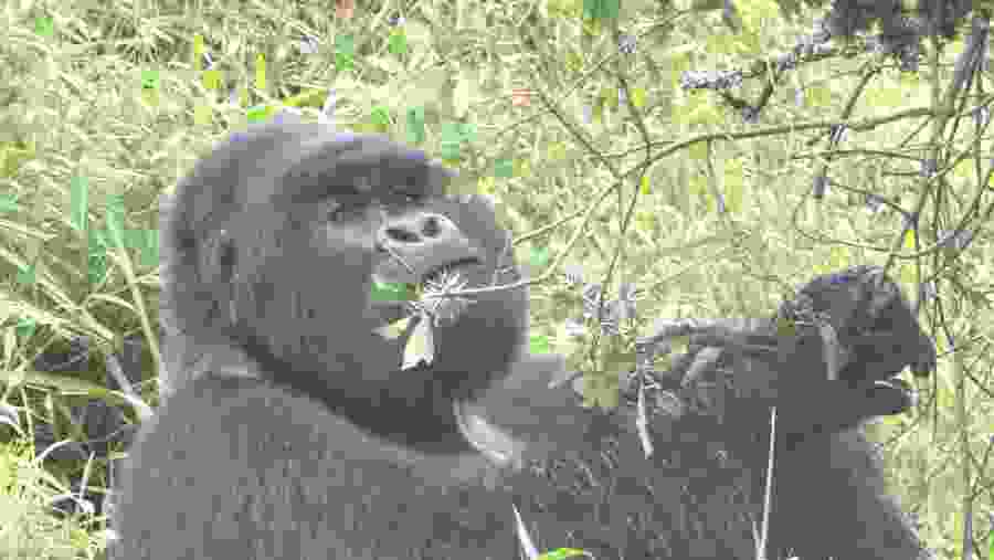 Bwindi Gorilla