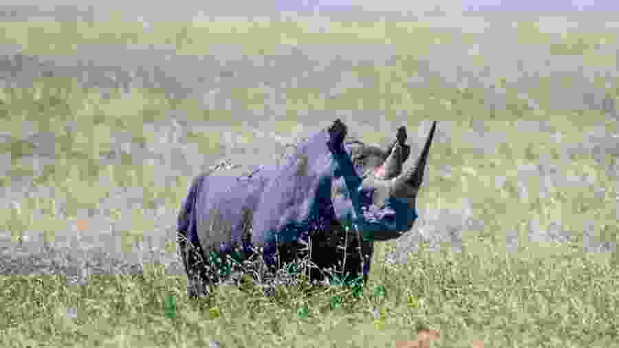Rhino at Ngorongor Conservation Area