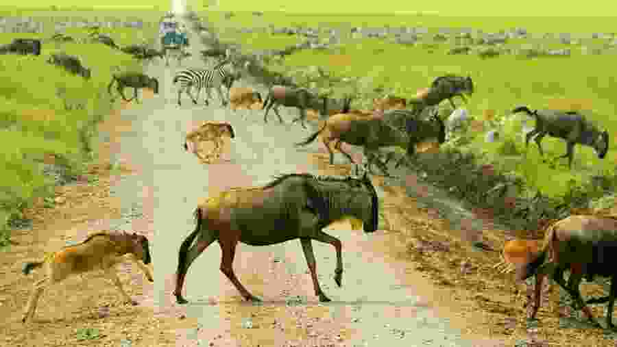 Witness a diverse array of wildlife