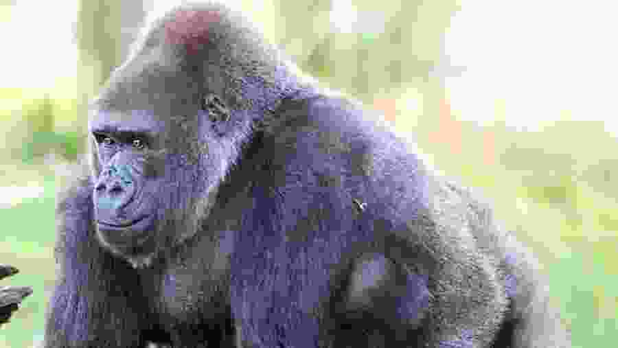 Gorilla