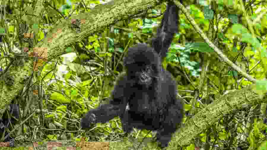 Gorilla Tracking in Rwanda