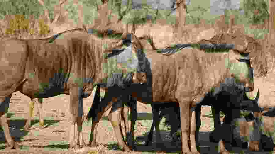 Witness the wildlife in Africa