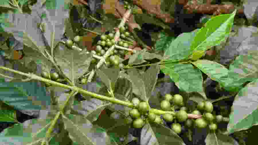 Coffe Plantation
