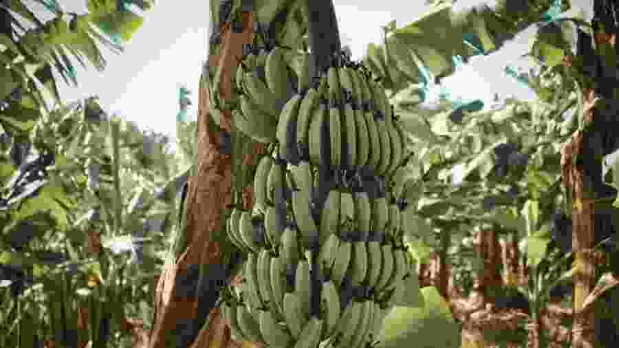 Banana Island