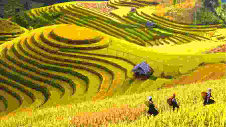 Rice terrace at Y Linh Ho, Vietnam