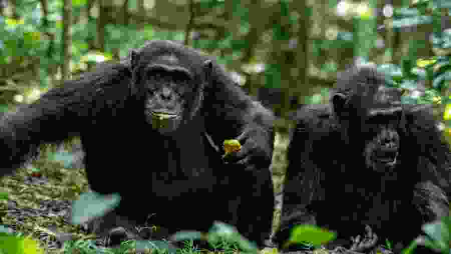 Chimpanzee eating mango in Kibale Forest National Park