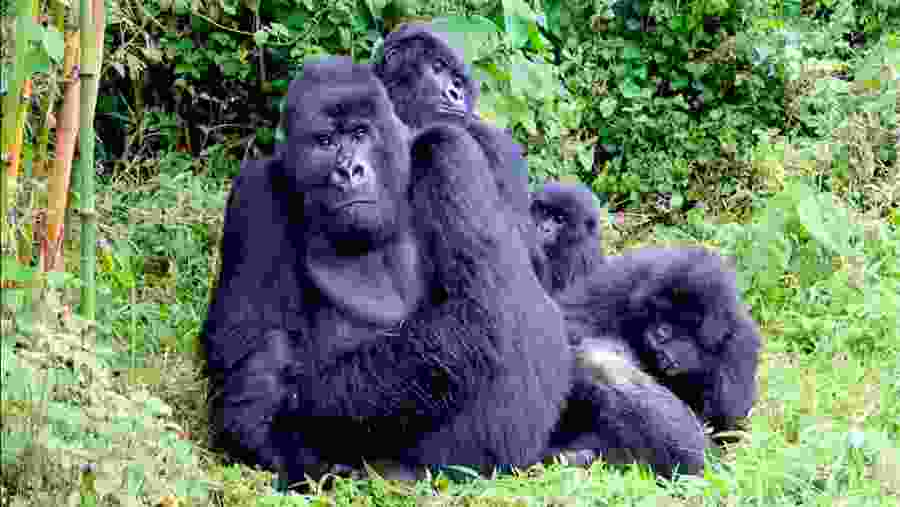 Gorilla Trekking in Volcanoes National Park