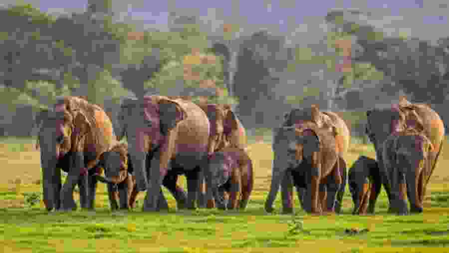 A Herd of Elephants