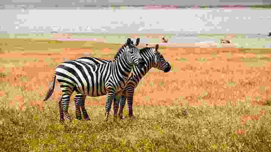 Zebras