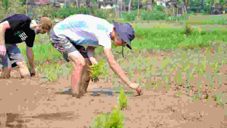 Helping out in the Farm