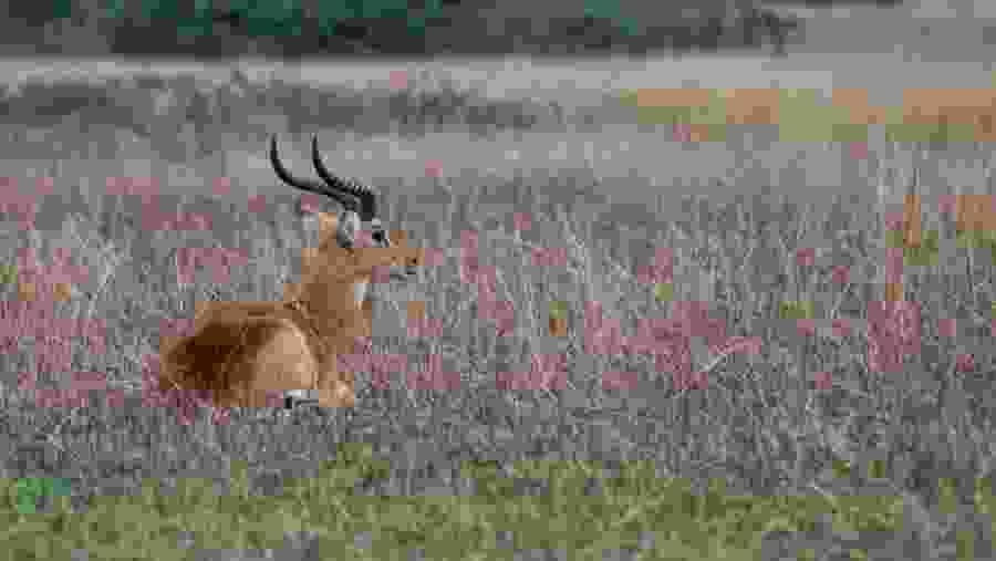 Ugandan Kob at Queen Elizabeth National Park