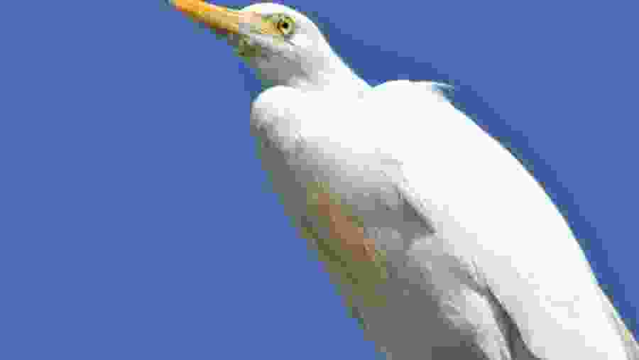 Birds of Rift valleys