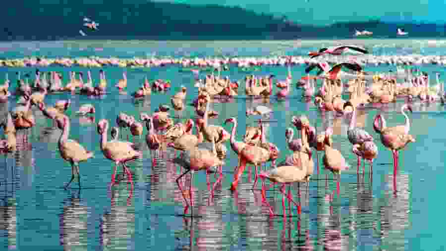 Pink flamingos at Lake Manyara