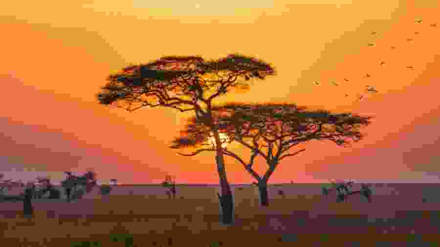 Spot the majestic acacia tree amidst warm sunset hues