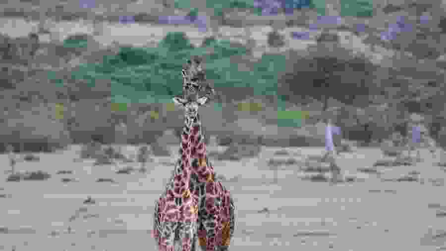 Explore wildlife at Ruaha National Park