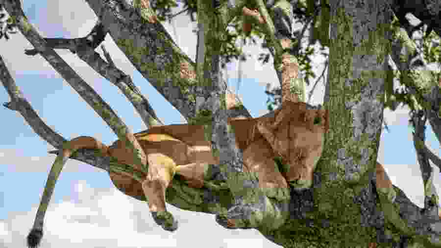 Spot the majestic tree climbing lions