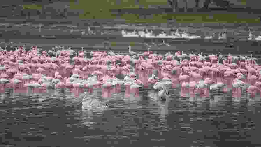 Flamingos at Kenya's National Parks