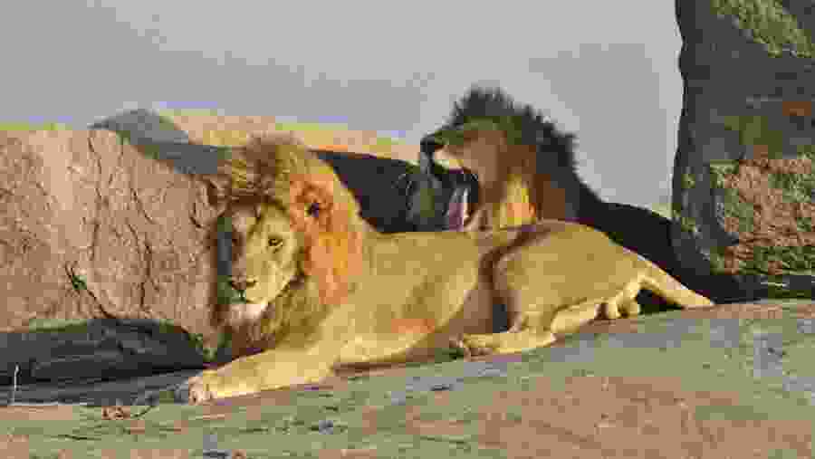 CLASSIC NORTHERN TANZANIA SAFARI