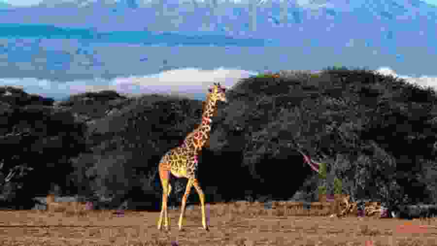 Amboseli National Park Wildlife