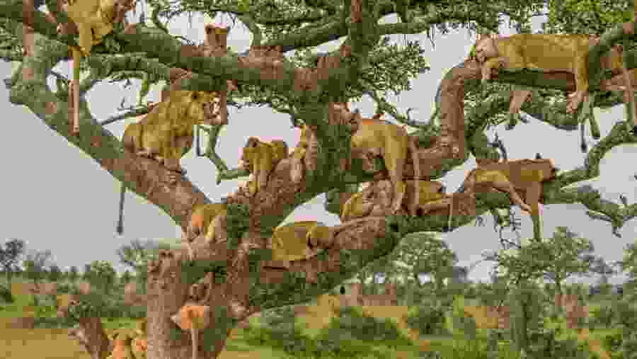 Tree Climbing Lions at Serengeti National Park