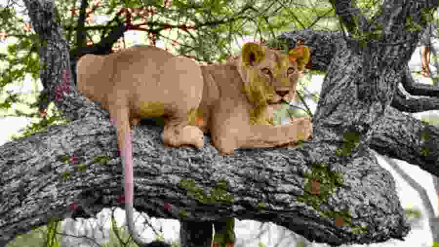 Tarangire National Park- Lion on  A tree