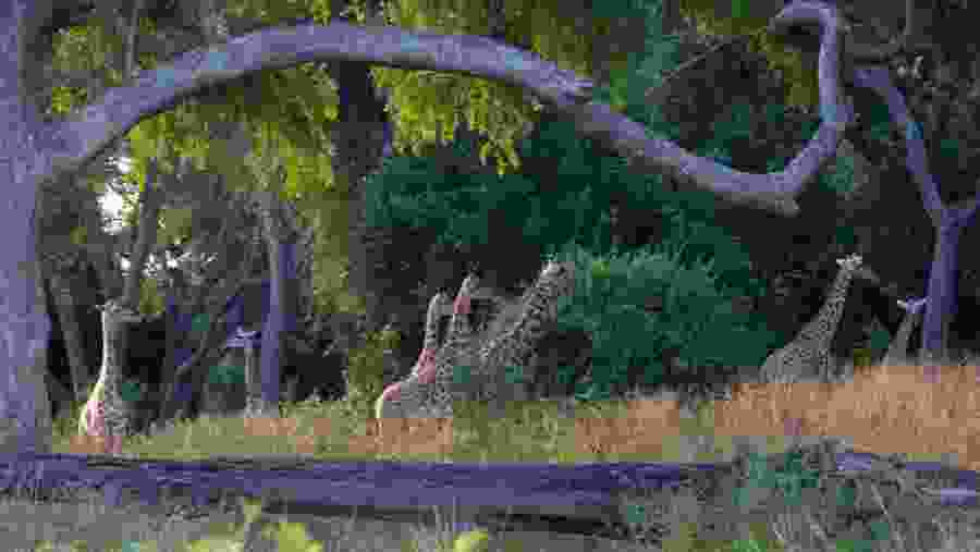 south Luangwa National Park