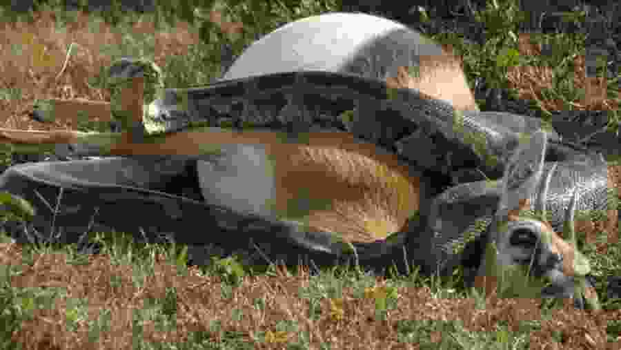 Python with its prey at Lake Nakuru