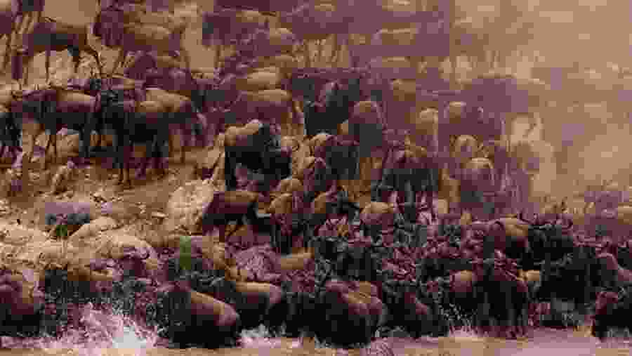 Witness the African wildlife