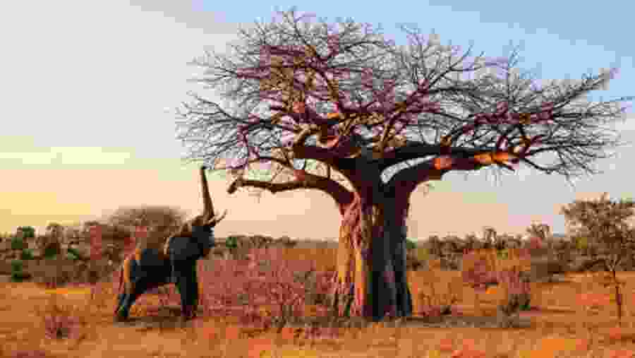 Ruaha National Park