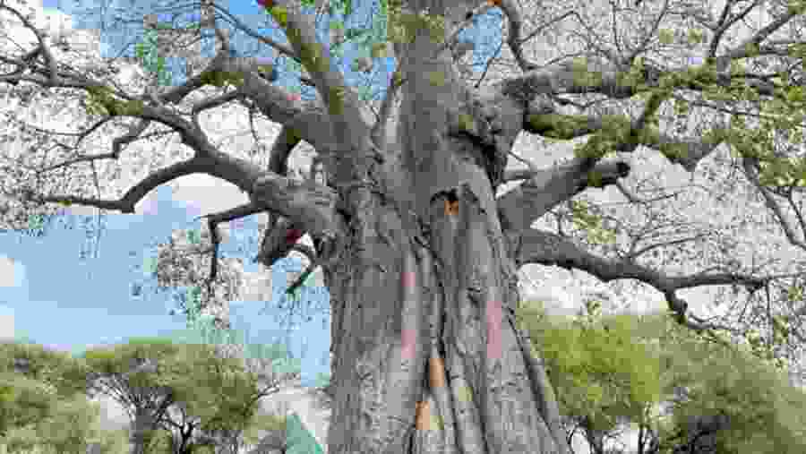 Giant Baobab Tree in Tarangire