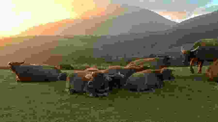 See the wildlife of Yamingshan National Park