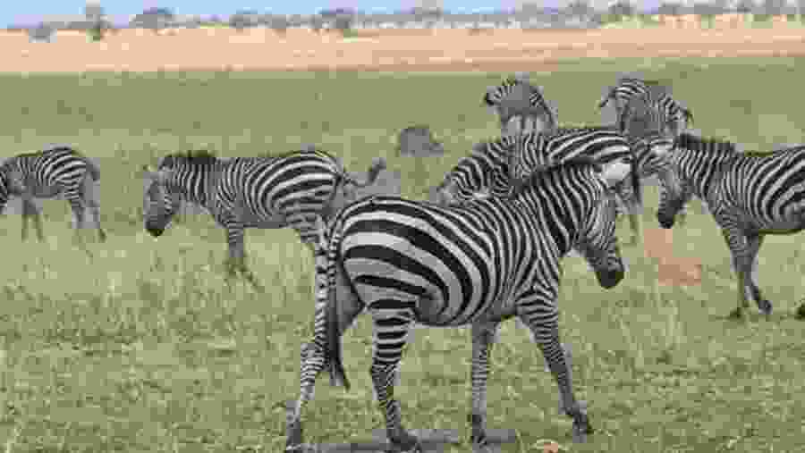 Zebras