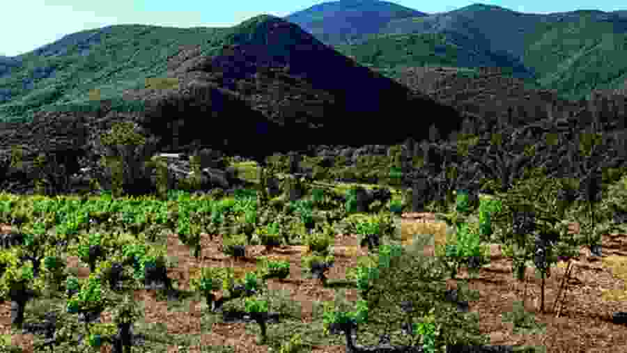 Vineyards In France