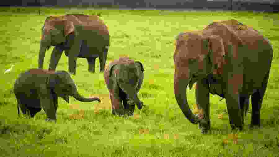 Meet elephants in Minneriya National Park