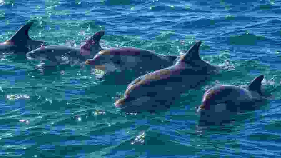 Utimate Dolphin watching experience (Stenella longirostris)