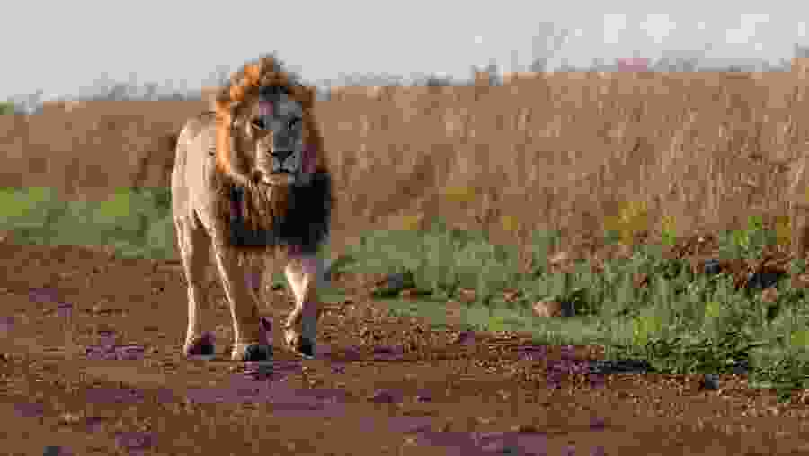 African Lion