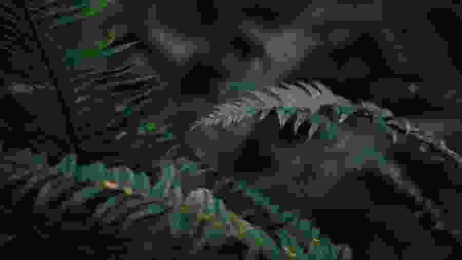 Ferns in the rainforest