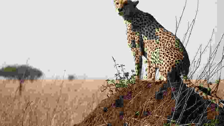 Leopards