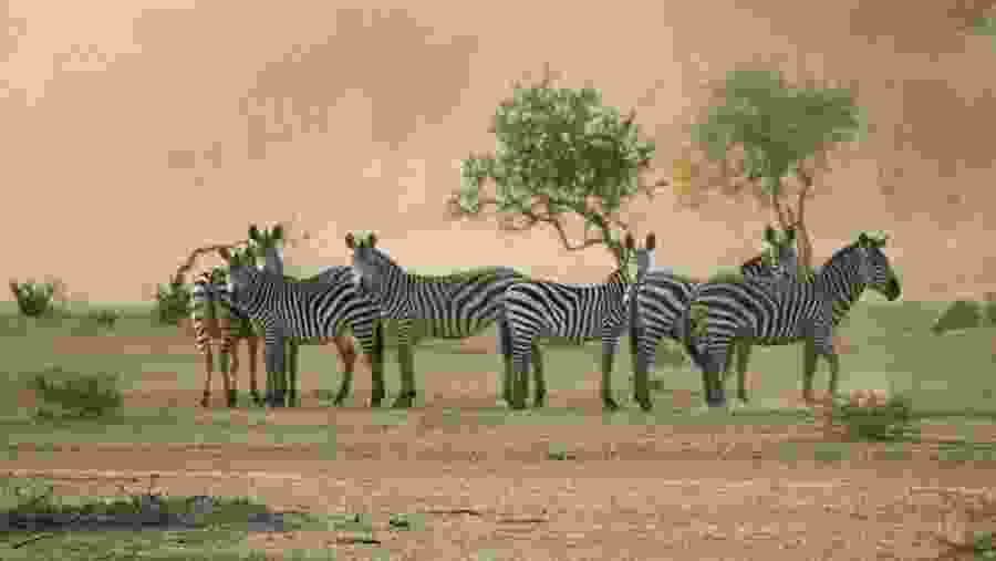 Zebras at View