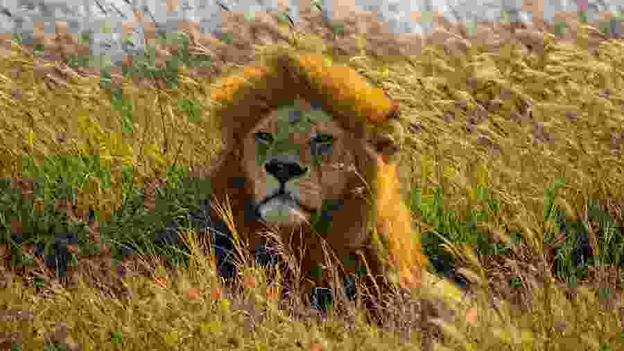 Lion