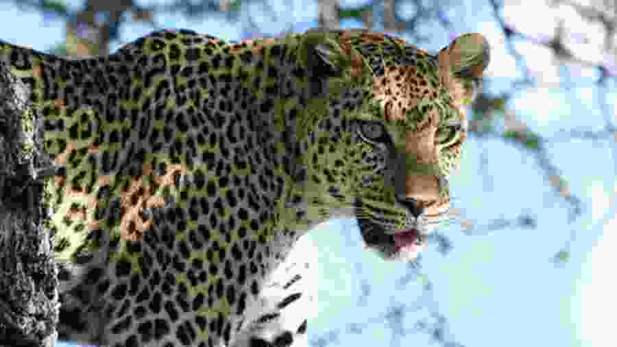 Leopard at Tarangire National Park