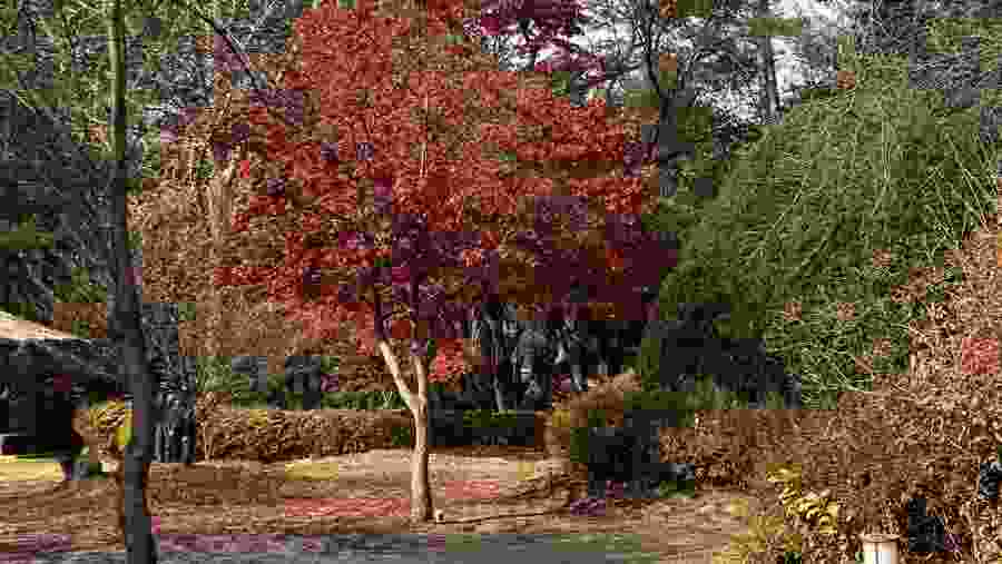 Nami Island & Garden of Morning Calm