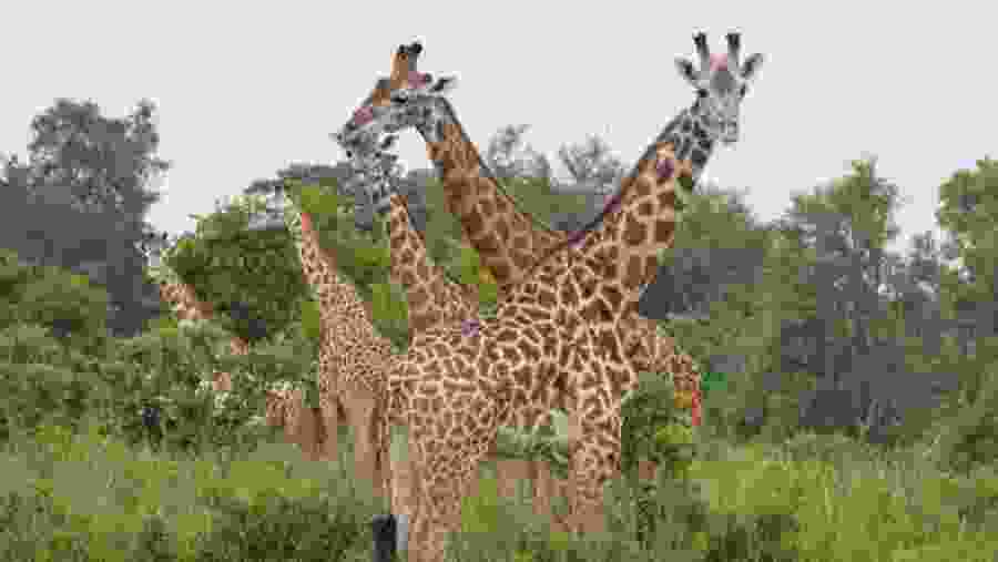 Tanzania Safari