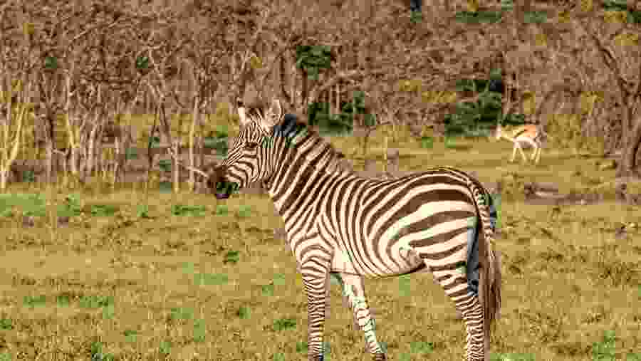 Zebra