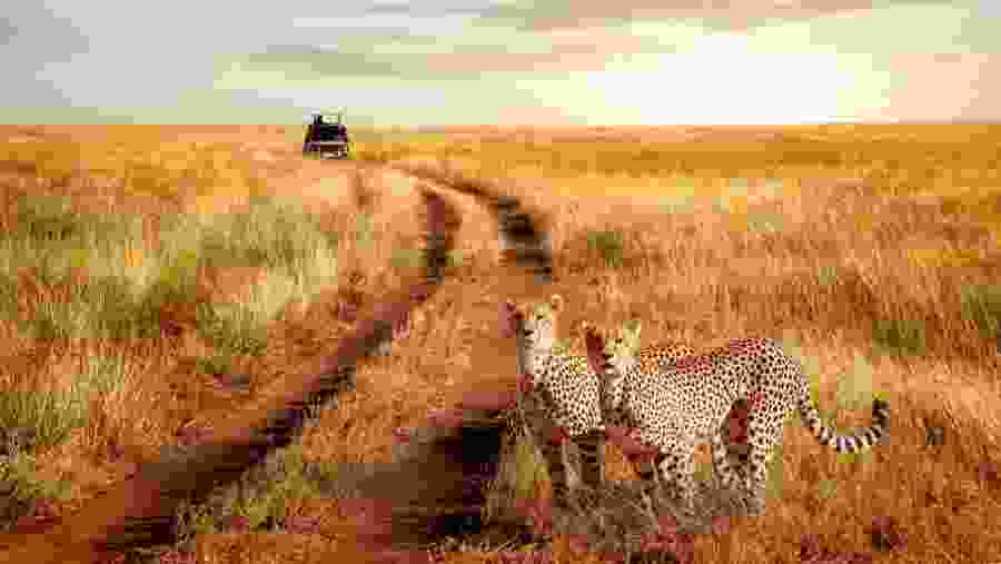 Safari in Uganda