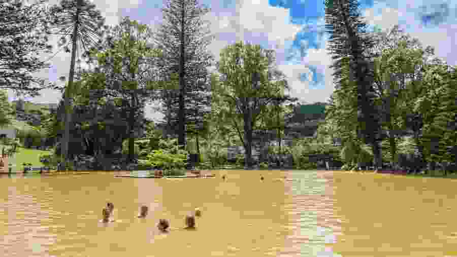 Terra Nostra Thermal Pool