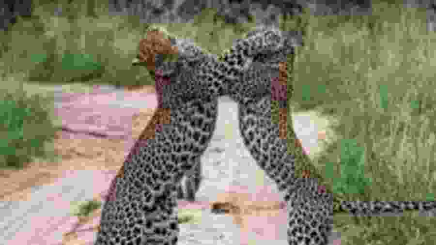 Leopards