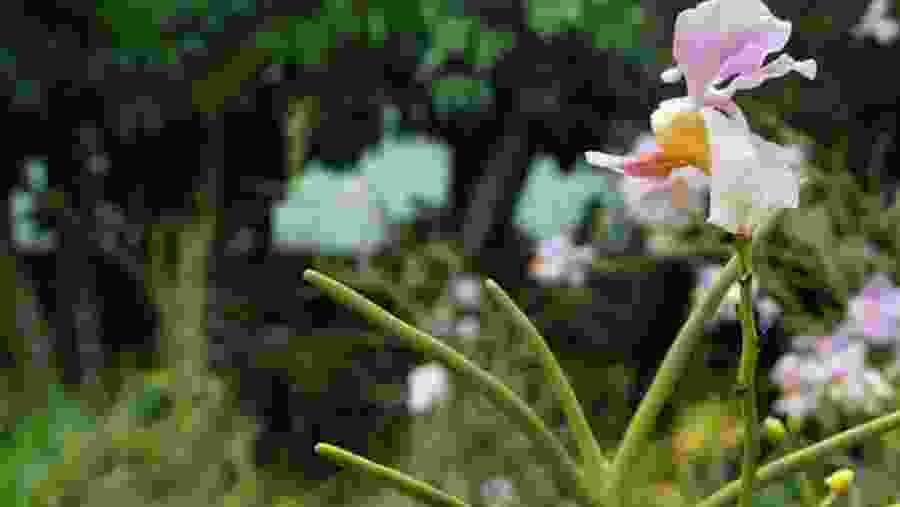 Inside the garden