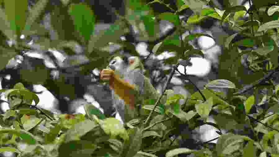 Wildlife in Cuyabeno Wildlife Reserve