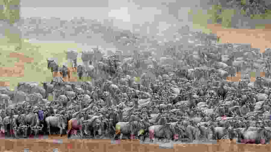 Spot the infamous Wildebeest at Serengeti National Park